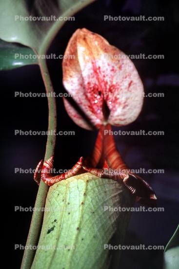 Pitcher Plant (Nepenthes truncata), Nepenthaceae, Pitcher Plant