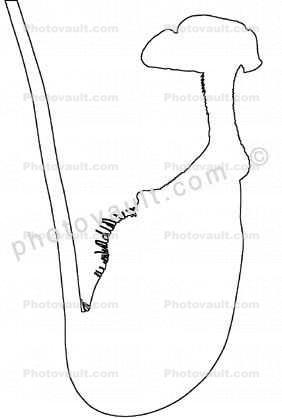 Light Green Pitcher Plant outline, (Nepenthes rafflesiana), Caryophyllales, Nepenthaceae, Pitcher Plant, line drawing, shape