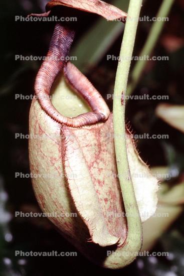 Light Green Pitcher Plant, (Nepenthes rafflesiana), Caryophyllales, Nepenthaceae, Pitcher Plant
