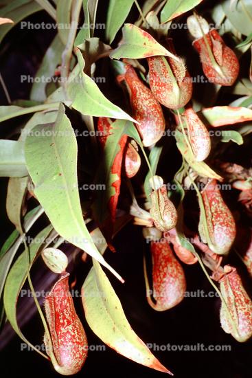 Pitcher Plant (Nepenthes x coccinea), Nepenthaceae, Pitcher Plant