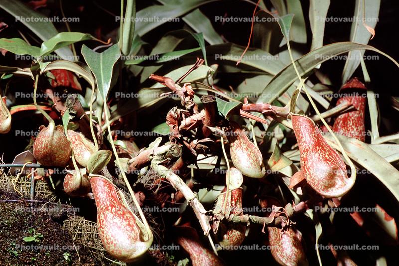 Pitcher Plant (Nepenthes x coccinea), Nepenthaceae, Pitcher Plant