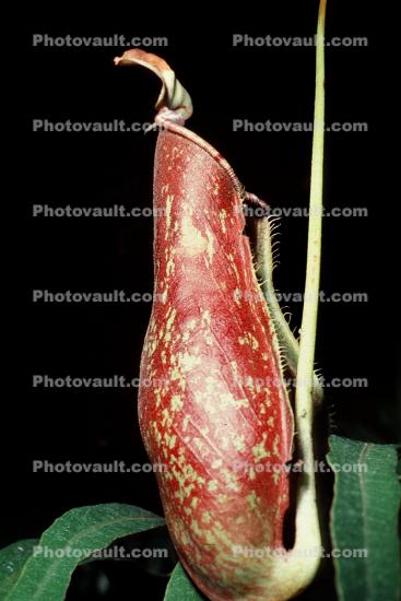 Pitcher Plant, (Nepenthes x coccinea), Nepenthaceae