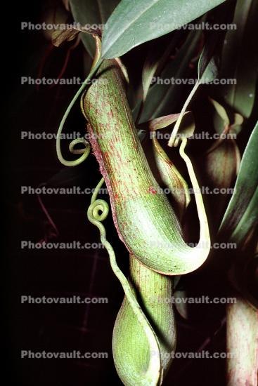 Winged Pitcher Plant (Nepenthes alata), Nepenthaceae, Philippines, Pitcher Plant
