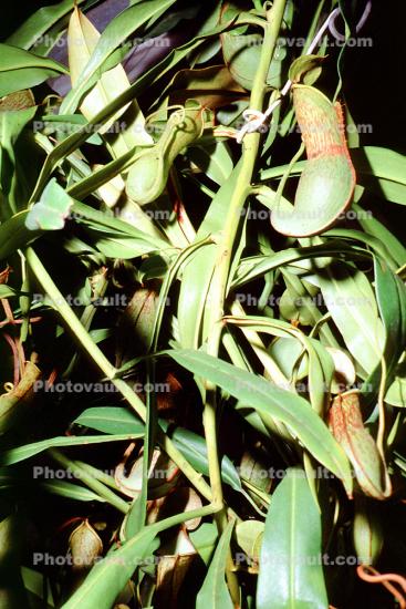 Winged Pitcher Plant (Nepenthes alata), Nepenthaceae, Philippines, Pitcher Plant