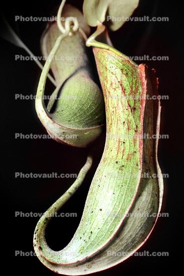 (Nepenthes alata), Winged Pitcher Plant, Nepenthaceae, Philippines, Pitcher Plant