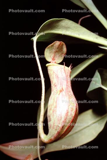 Winged Pitcher Plant, (Nepenthes alata), Nepenthaceae, Philippines, Pitcher Plant