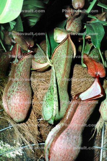 Winged Pitcher Plant, (Nepenthes alata), Nepenthaceae, Philippines, Pitcher Plant