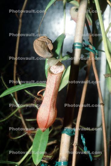 (Nepenthes tobaica), Sumatra, Pitcher Plant, Nepenthaceae