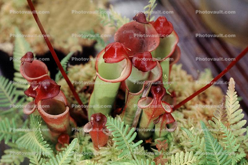 Heliamphora minor x heterodoxa, Venezuelan Sun-pitcher plant