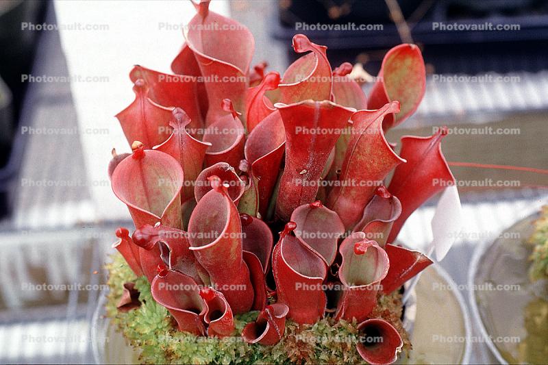 Venezuelan Sun-pitcher plant, (Heliamphora minor x heterodoxa)
