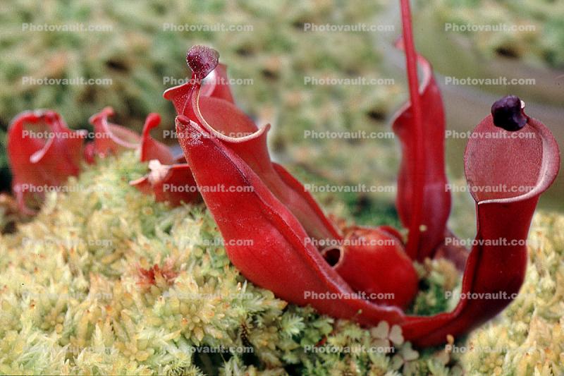 (Heliamphora heterodoxa) - marsh pitcher plant