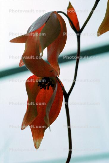 (Heliamphora nutans) - marsh pitcher plant