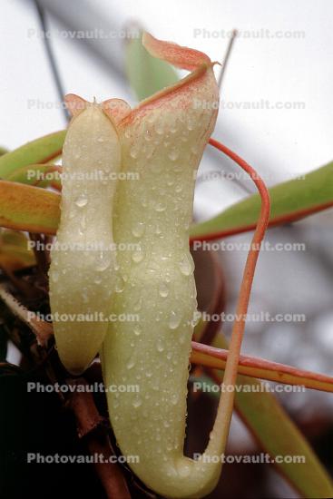 (Nepenthes khasiana), Pitcher Plant, Nepenthaceae