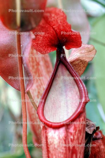 (Nepenthes x nora), Pitcher Plant, Nepenthaceae