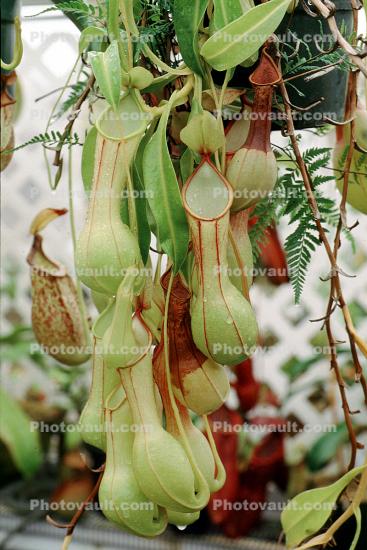 Winged Pitcher Plant, (Nepenthes alata), Pitcher Plant, Nepenthaceae