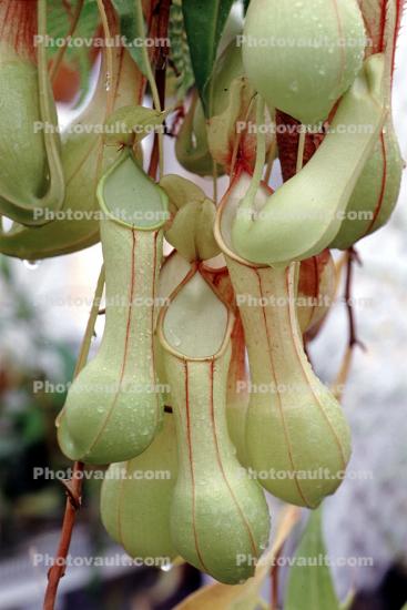 Winged Pitcher Plant (Nepenthes alata), Pitcher Plant, Nepenthaceae