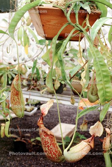 (Nepenthes dyeriana), Pitcher Plant, Nepenthia, Nepenthaceae