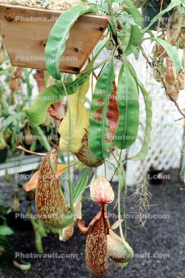 (Nepenthes dyeriana), Pitcher Plant, Nepenthaceae