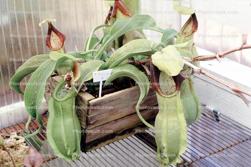 (Nepenthes spathulata), Pitcher Plant, Nepenthaceae