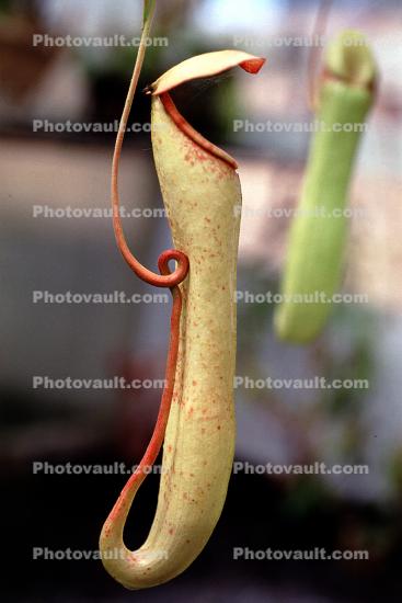 (Nepenthes khasiana), Pitcher Plant, Nepenthaceae