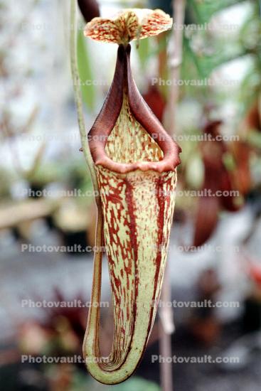 (Nepenthes Peter D'Amato), Pitcher Plant, Nepenthaceae