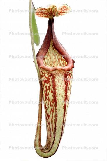 (Nepenthes Peter D'Amato), Nepenthaceae, Pitcher Plant, photo-object, object, cut-out, cutout
