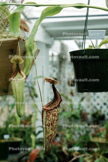 Pitcher Plant (Nepenthes Peter D'Amato), Nepenthaceae