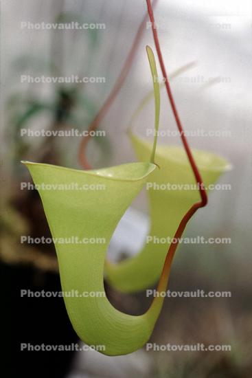 (Nepenthes inermis), Nepenthaceae