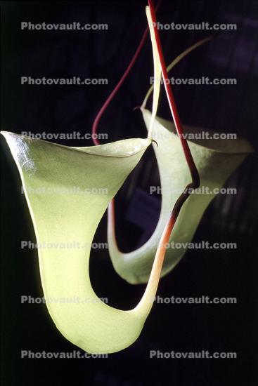 (Nepenthes inermis), Pitcher Plant, Nepenthaceae