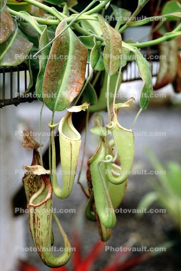 Great Pitcher-Plant, (Nepenthes maxima), Pitcher Plant, Nepenthaceae