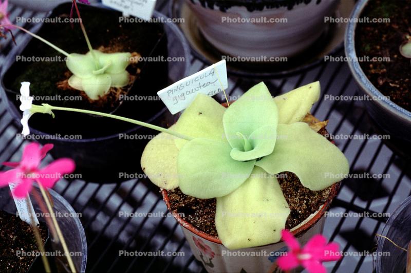 (Pinguicula gigantea), Magnoliophyta, Lentibulariaceae
