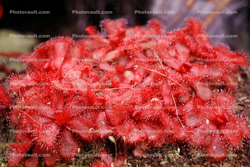 Highland Red, Drosera madagascariensis, Nepenthales
