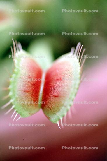 Venus Fly Trap, (Dionaea muscipula)
