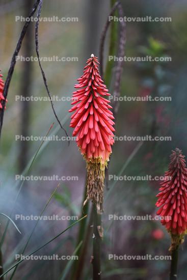 Aloe Flower, Succulent
