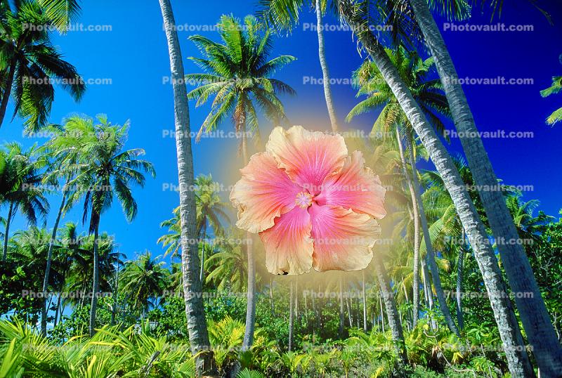 tropical landscape, flower, Palm Trees, glow
