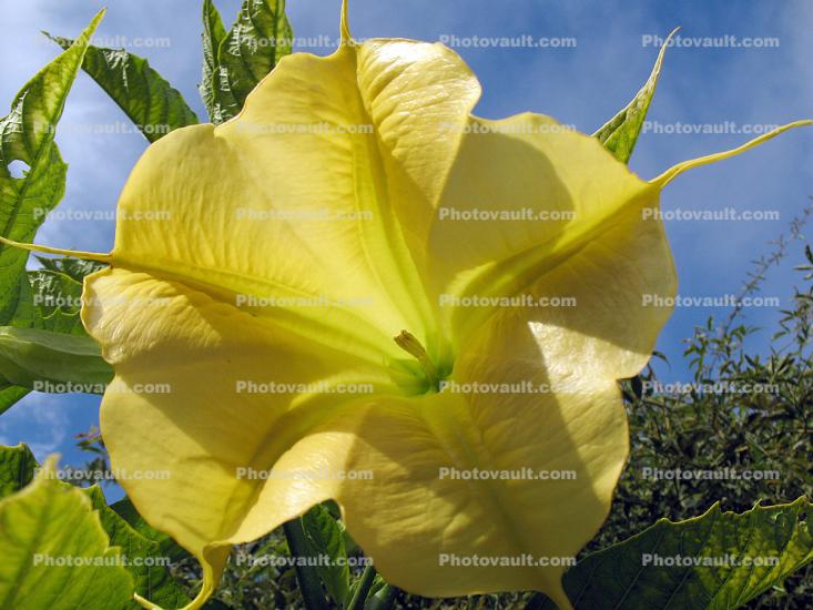 Brumansia, Angel's Trumpet Plant, flower