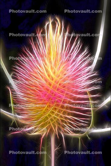 Star Thistle, Abstract
