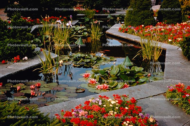 Water Lilly, pond, pads, garden, path
