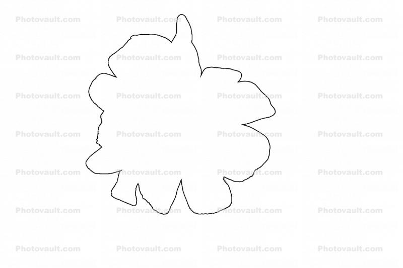 Daisy outline, line drawing, shape