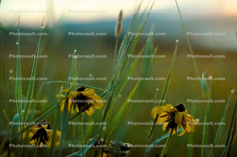 Black-eyed-Susans, early morning dew drops