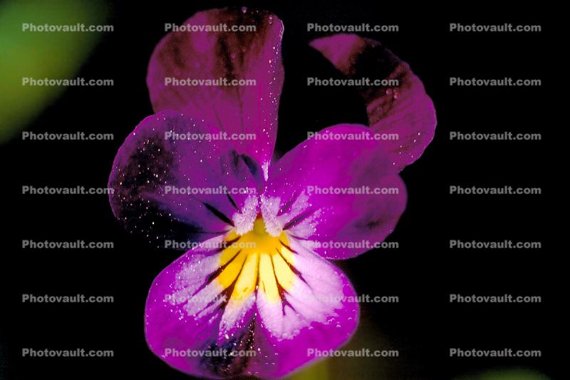 Pansy, Tiny Flower
