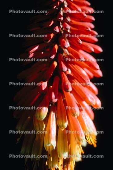 Aloe Flower