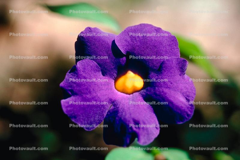 Purple flower yellow core
