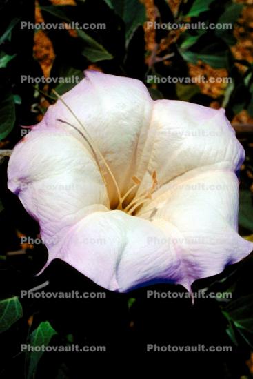 Toluaca Flower, (Datura wrightii) 