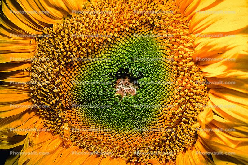 Sunflower, fractal center