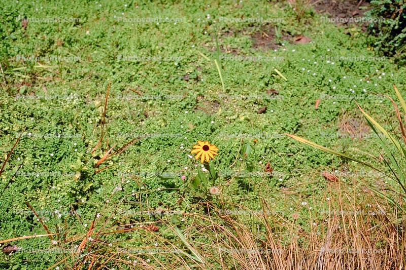 Single Daisy in a field