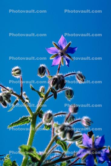 Shooting Star Flower, Occidental, California, Starflower