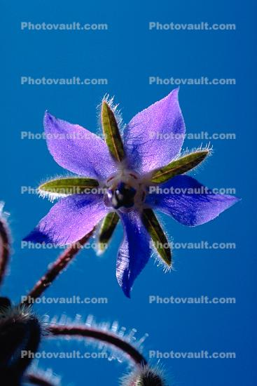 Shooting Star Flower, Occidental, California, Starflower, fuzz
