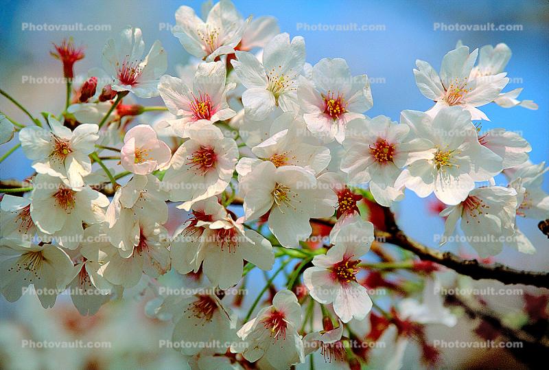 Cherry Blossom, springtime