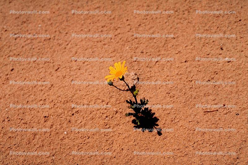 Tiny Flower in the Desert, Shadow, Utah